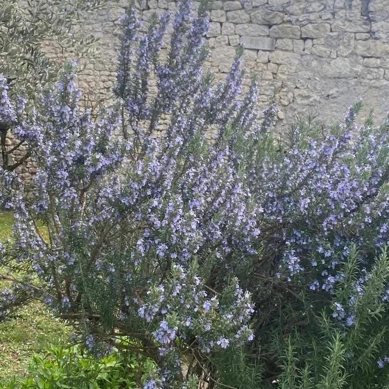 Bed and Breakfast Domaine De Pladuc Lachaise Exterior foto